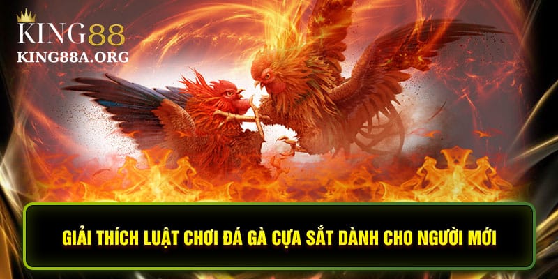 Giải thích luật chơi đá gà cựa sắt dành cho người mới