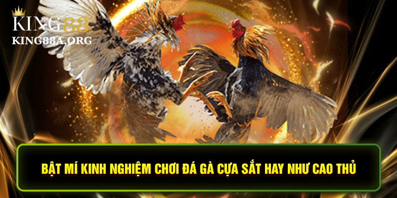 Bật mí kinh nghiệm chơi đá gà cựa sắt hay như cao thủ